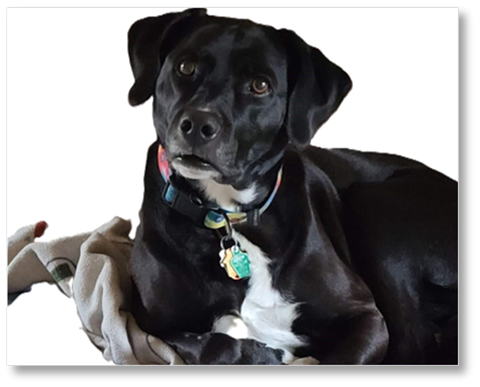 Yuma-Graces-Dog.png